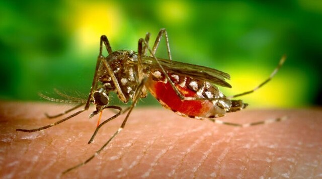 OMS alerta que quase 4 bilhões correm risco de contrair infecção pelo Aedes Aegypti