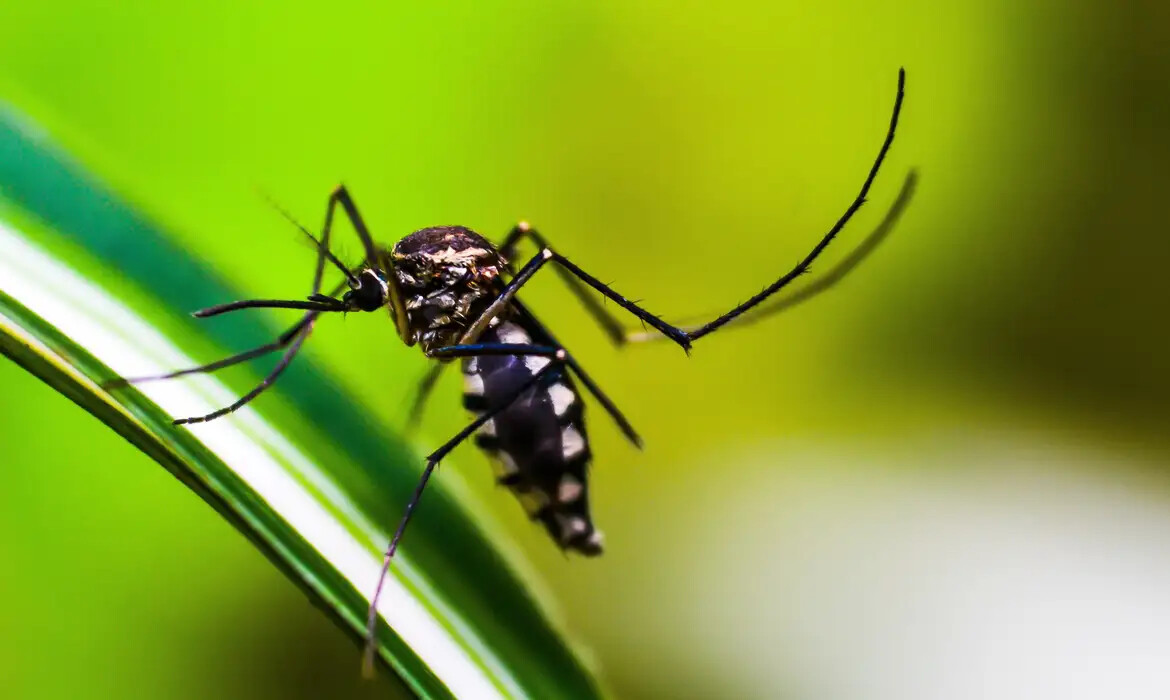 Anvisa adia decisão sobre venda de autotestes para dengue
