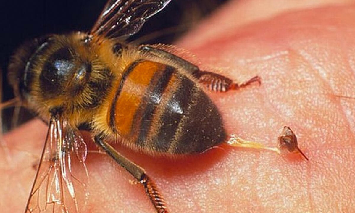 Instituto Vital Brazil desenvolve remédio inédito contra veneno de abelha