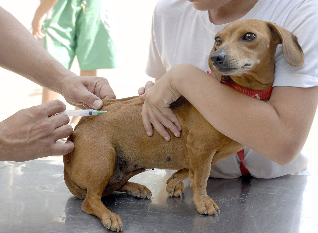 Prefeitura dá início à campanha de imunização de cães e gatos contra a raiva