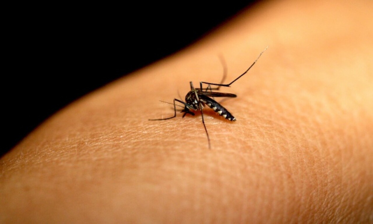 Minas Gerais confirma mais quatro mortes por febre chikungunya
