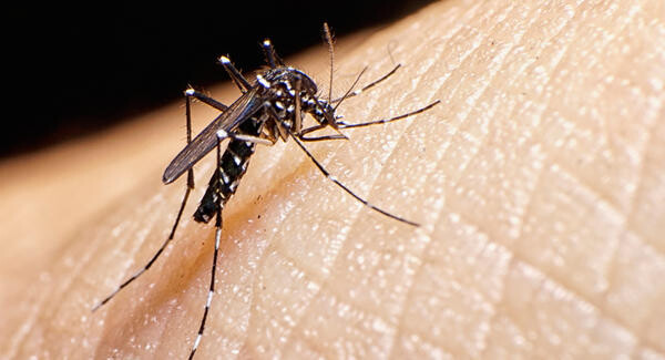Infecção anterior pelo vírus da dengue não agrava quadro de zika, diz estudo