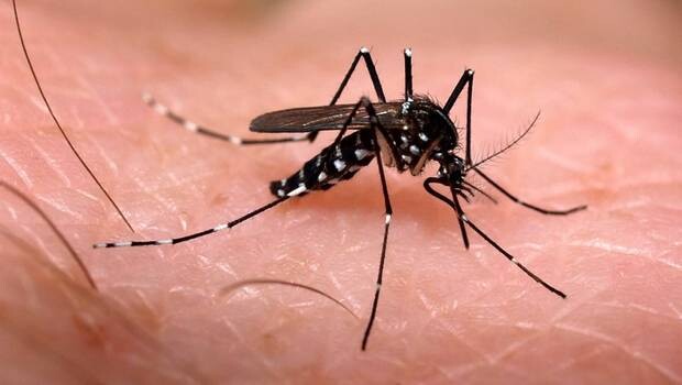 Imunidade adquirida pelo vírus da dengue pode proteger contra o da zika