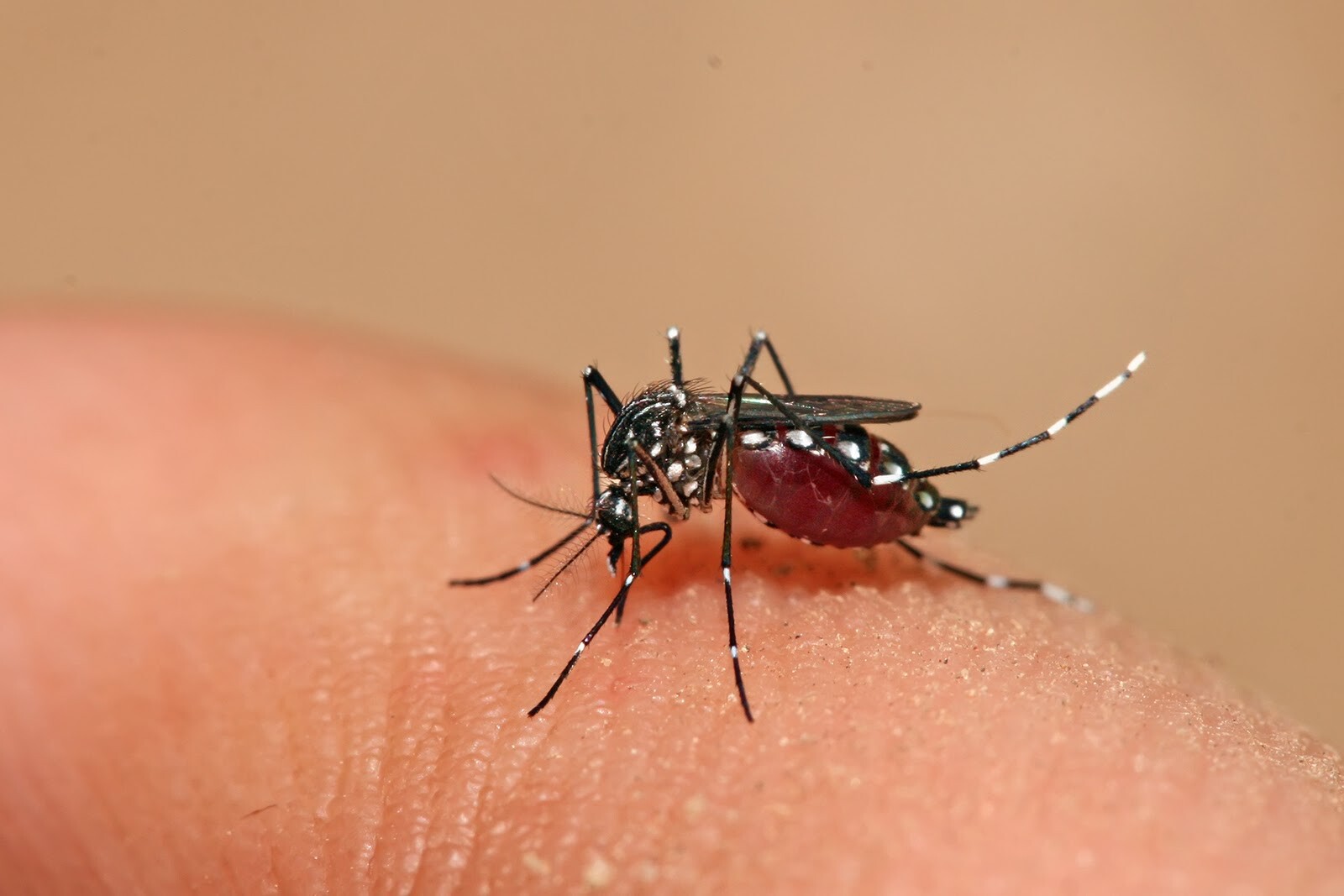 Pessoas que nunca tiveram dengue não devem tomar vacina da doença, diz Anvisa