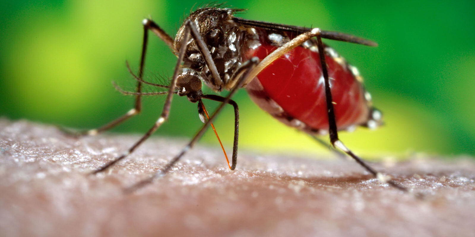 Mais de 1,1 mil cidades estão em alerta para dengue, zika e chikungunya