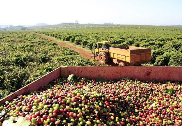 Exportação de café reduz 5,9% em janeiro