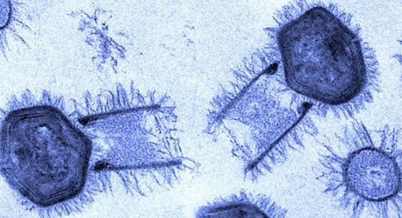 Vírus Gigante com genética inédita é descoberto no Pantanal