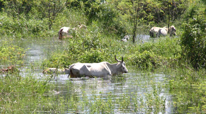 Iagro prorroga vacinação contra aftosa e brucelose no Pantanal