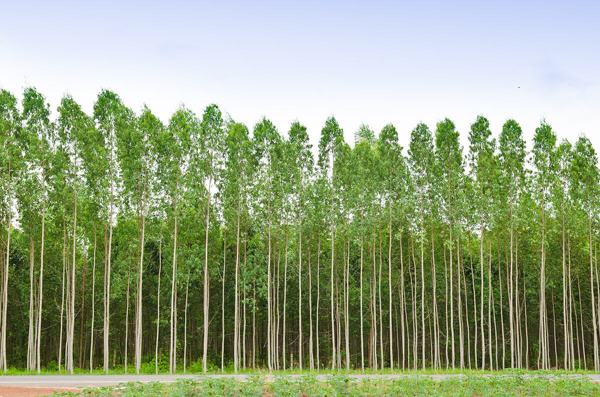 MS tem a segunda maior área plantada com eucalipto do País, diz IBGE