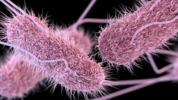 Salmonella tem resistência a diferentes antibióticos, indica pesquisa