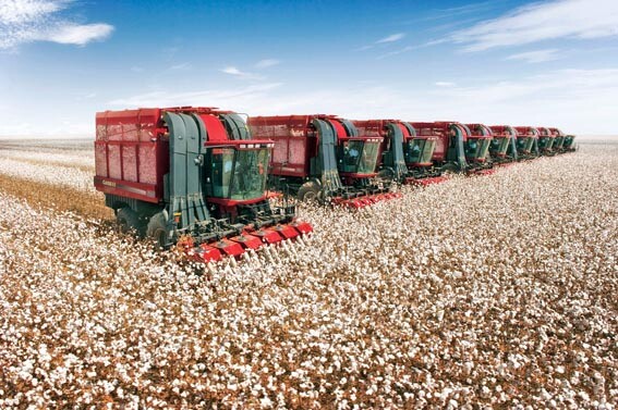 Brasil pode ter colheita recorde de algodão neste ano