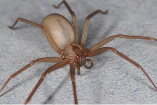 Butantan desenvolve pomada contra picada de aranha-marrom