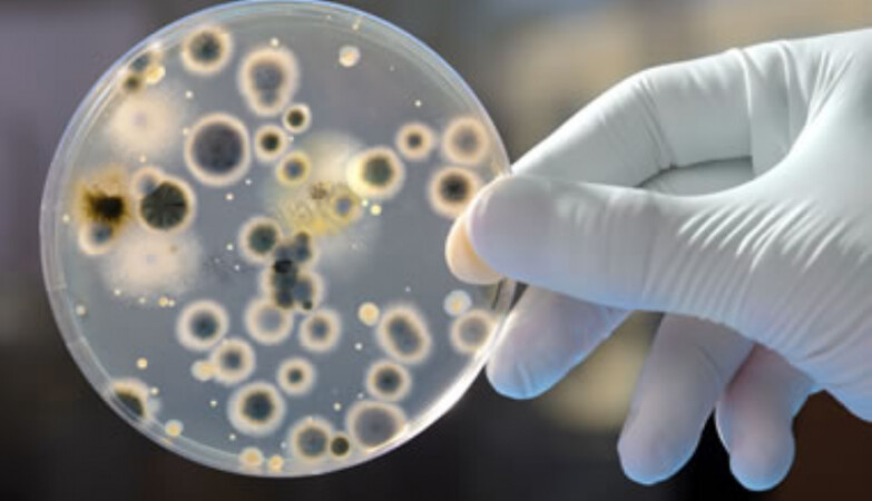 Infecções por superfungos devem se tornar mais comuns, diz pesquisador