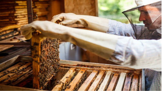 Prefeitura capacitará agricultores familiares da apicultura