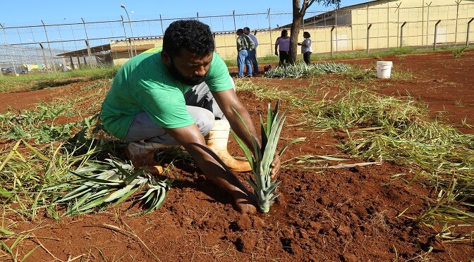 Detentos de Dourados iniciam plantio de abacaxi para o Banco de Alimentos