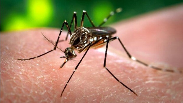 Mosquito aedes aegypti com bactéria no combate a dengue em MS