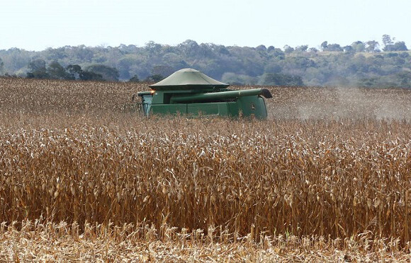 Safra recorde de milho em MS pode chegar a 11 milhões de toneladas
