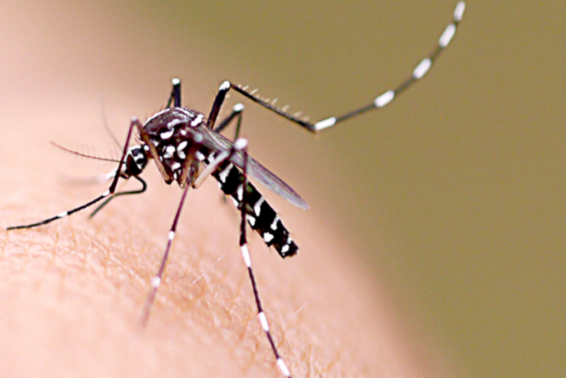 Em um ano, incidência da dengue no país aumenta 600%