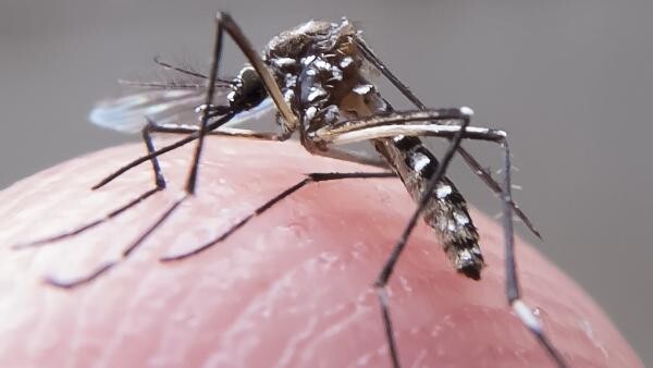 Pesquisa: vírus Zika traz prejuízos motores e de memória a adultos