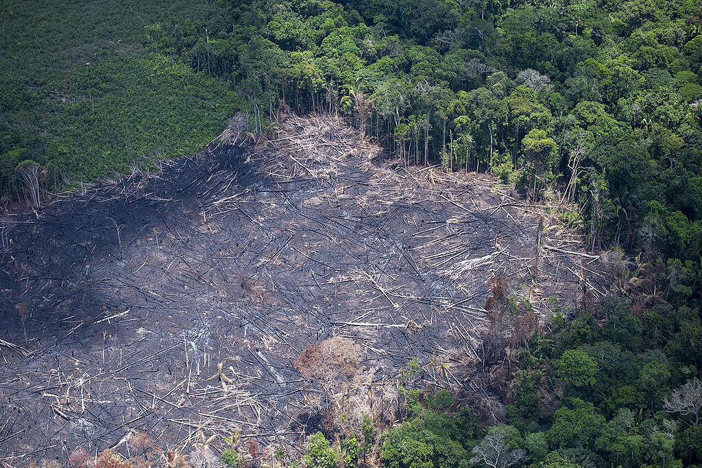 Desmatamento na Amazônia aumenta 104%, diz Inpe