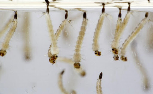 Pesquisadores da UFGD criam detergente que elimina larvas do mosquito da dengue