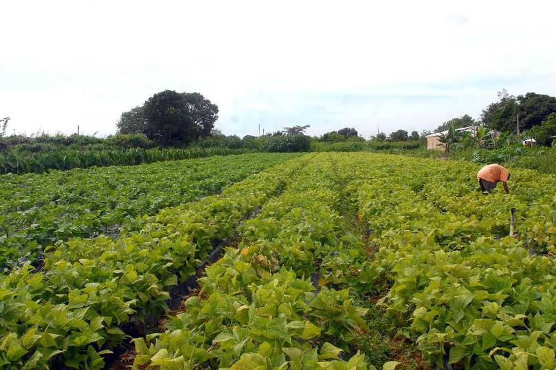Covid: União anuncia medidas econômicas para ajudar produtores rurais