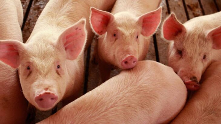 Em porcos, chineses identificam vírus de gripe com potencial de nova pandemia
