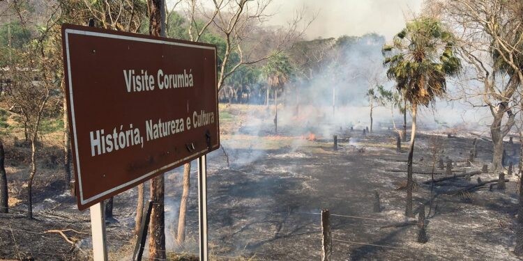 Vaquinha arrecada dinheiro para ajudar animais vítimas de incêndio no Pantanal