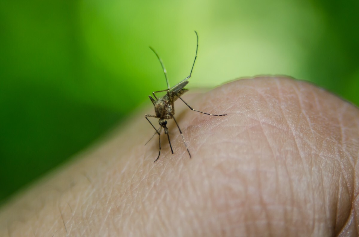 Laboratório pede incorporação da vacina contra dengue no SUS