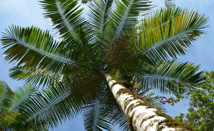 Programa prevê plantio de palmeira-juçara na Mata Atlântica