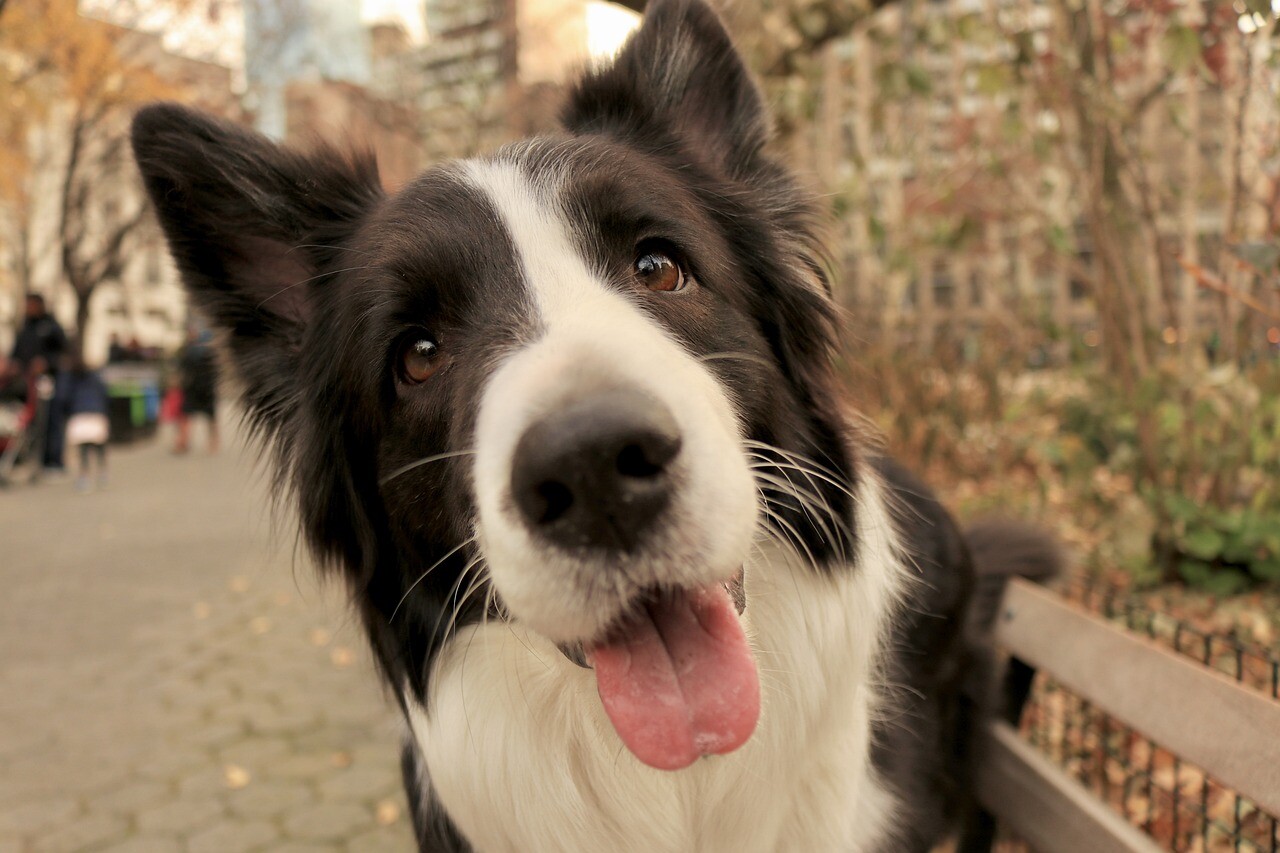 MS vai receber projeto de encoleiramento de cães para combater leishmaniose